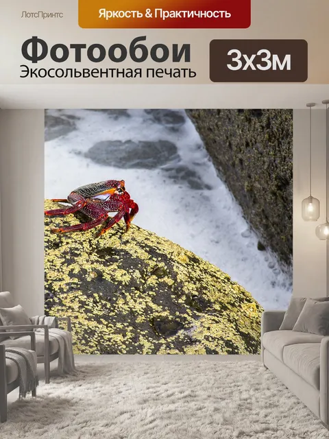 Фотообои Красный краб скалы