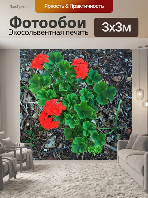 Фотообои Красная герань