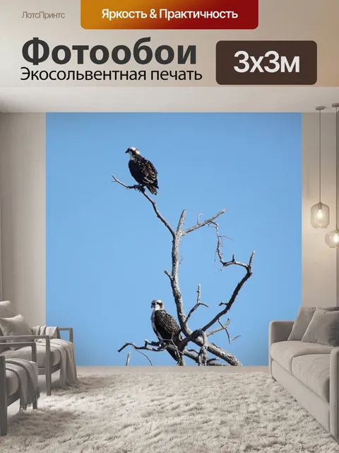 Фотообои Орлы