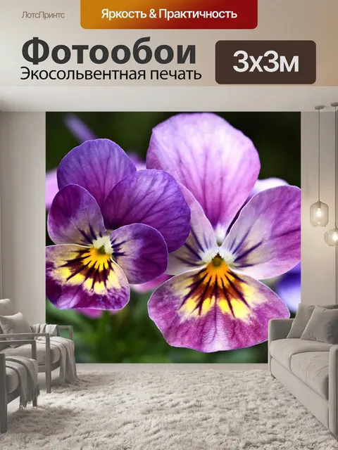Фотообои Анютины глазки возбужденный фиолетовый ц