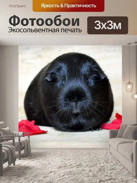 Фотообои Морская свинка