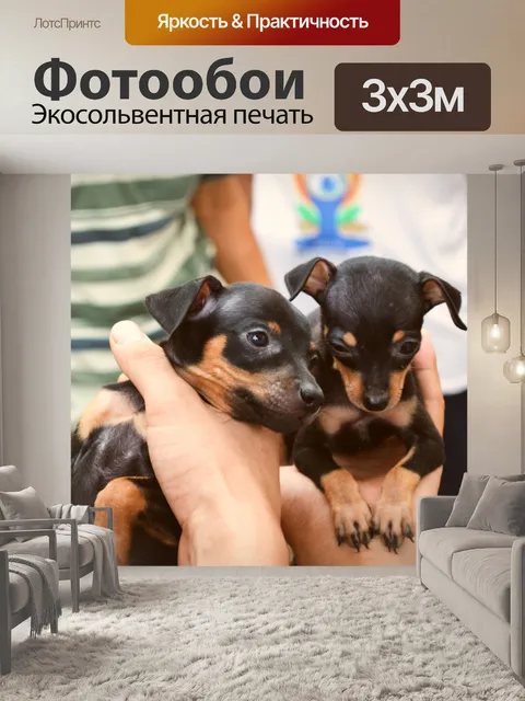 Фотообои Миниатюрные пинчеры