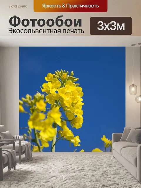 Фотообои Область желтого рапса