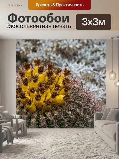 Фотообои Бочка кактус цветет