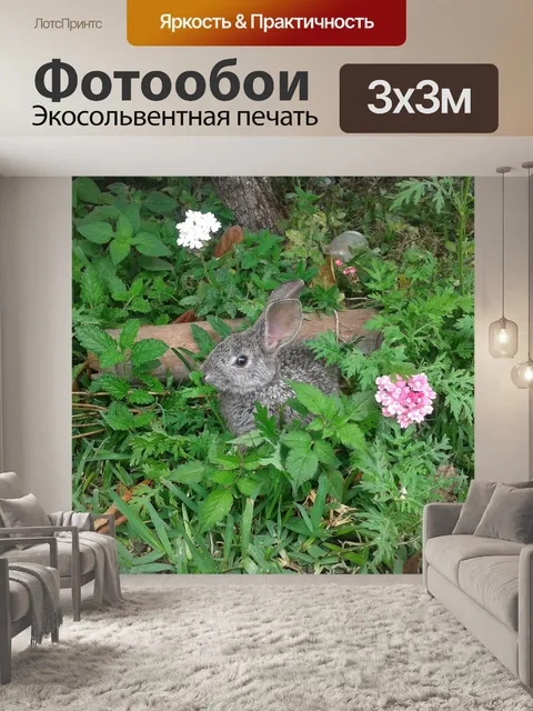 Фотообои Кролик