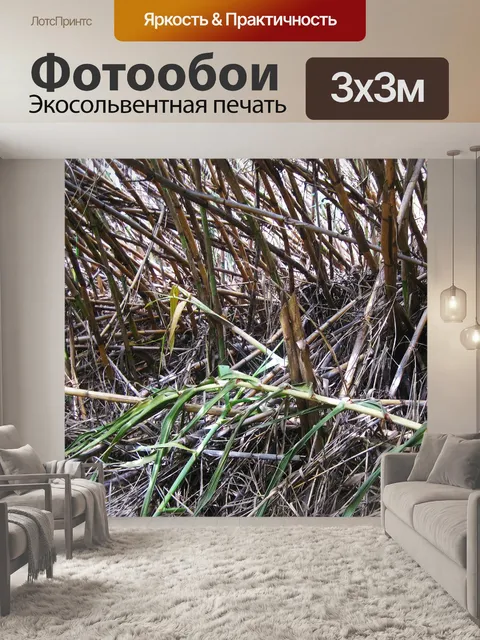 Фотообои сломанный кончик сплющенного зеленого тр