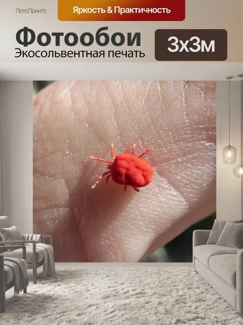 Фотообои Красный жук