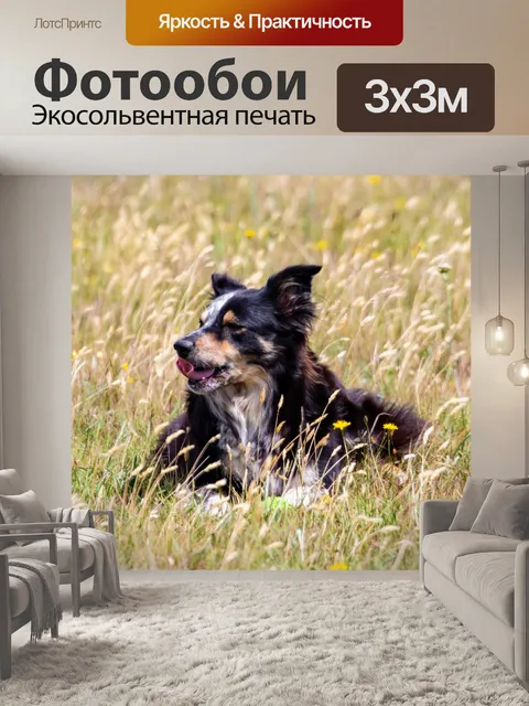 Фотообои Бордер-колли