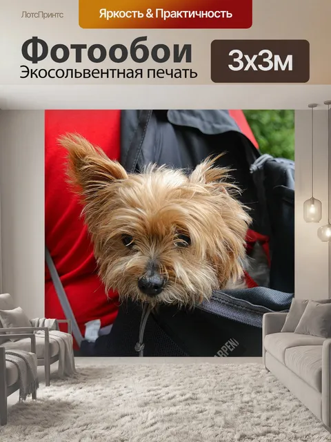 Фотообои Собака