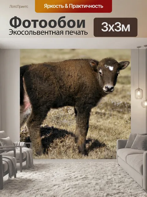 Фотообои Як