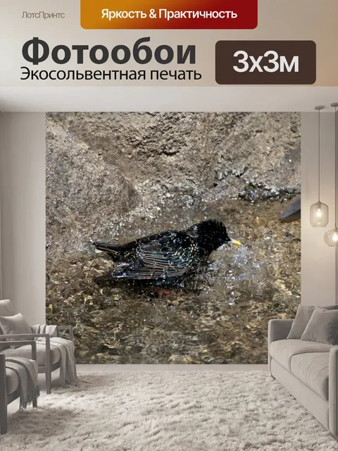 Фотообои Купание птицы