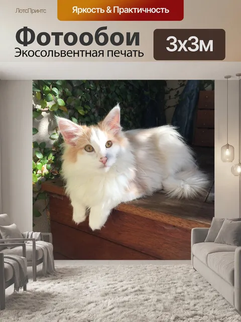 Фотообои Норвежская лесная кошка