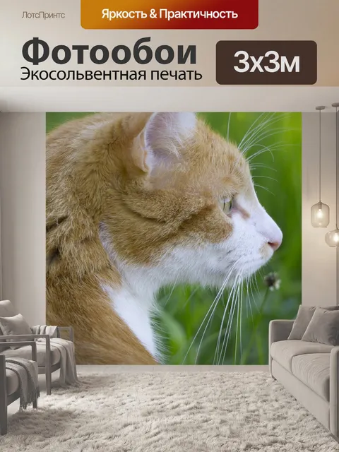 Фотообои Кот