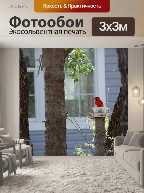 Фотообои Кардинал