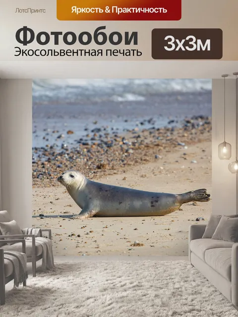 Фотообои Серый тюлень