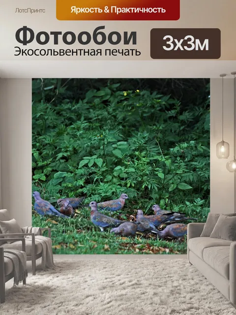 Фотообои голуби для кормления