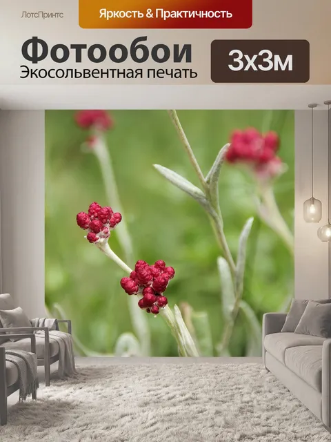 Фотообои Детали крови Маккавеев