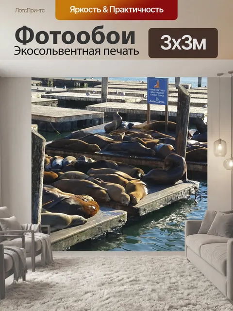 Фотообои Морской лев