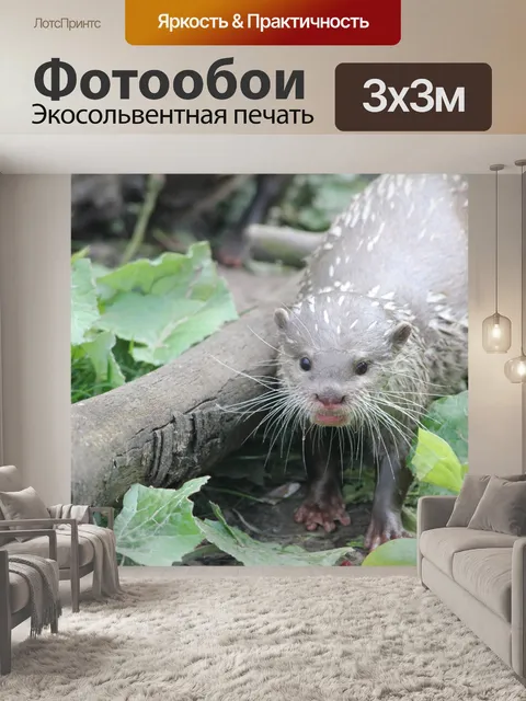 Фотообои Выдра