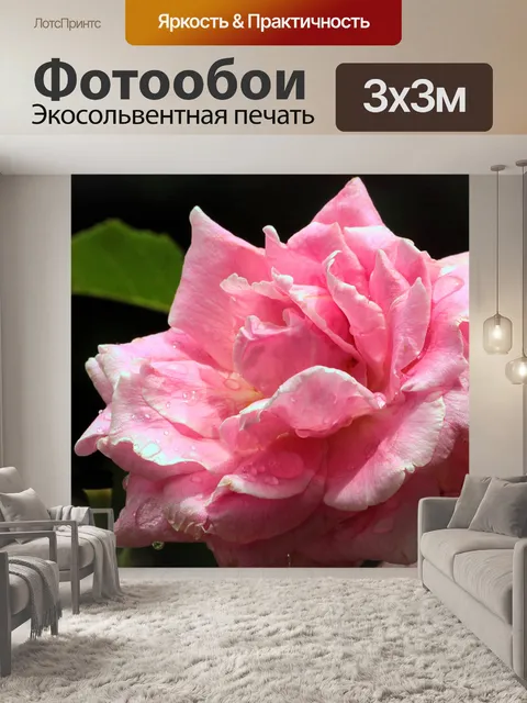 Фотообои Розовые розы и капли дождя
