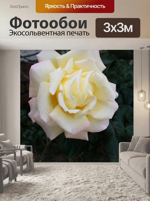 Фотообои Большие белые розы цвести