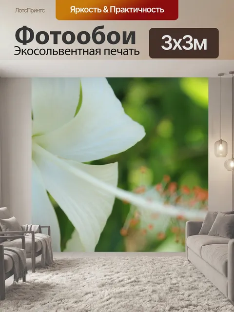 Фотообои белый цветок gumamela