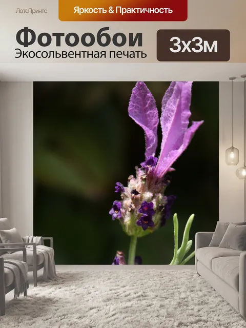 Фотообои Лаванда