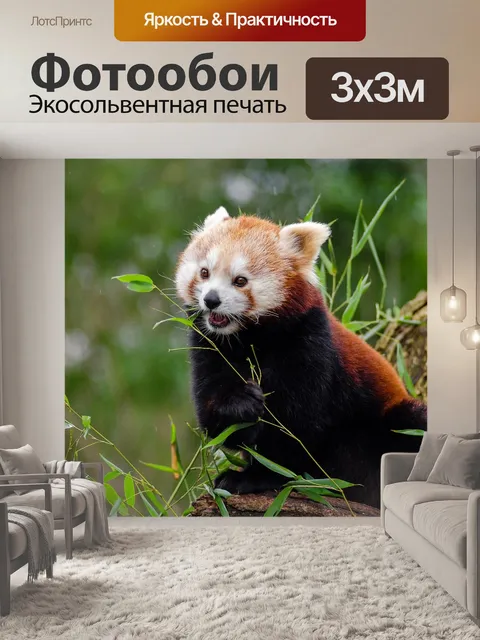 Фотообои Красная панда