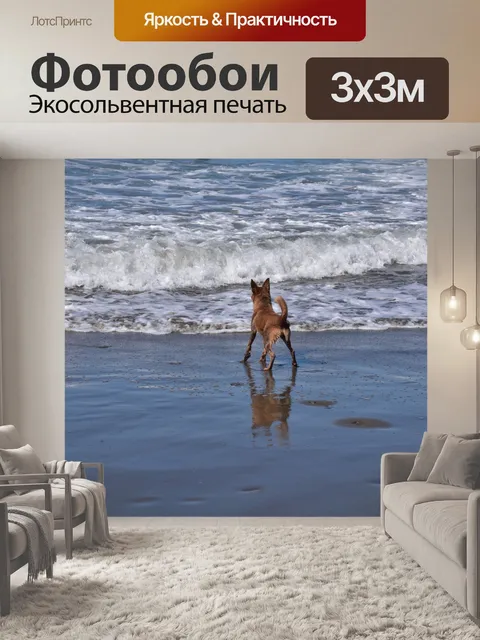 Фотообои Собака на пляже