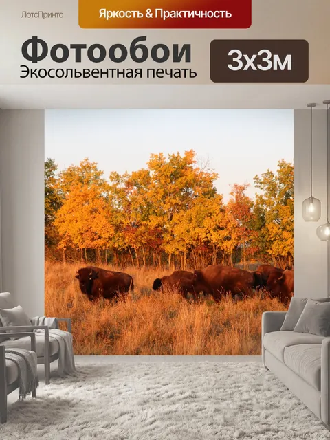 Фотообои Буйвол в осеннем свете
