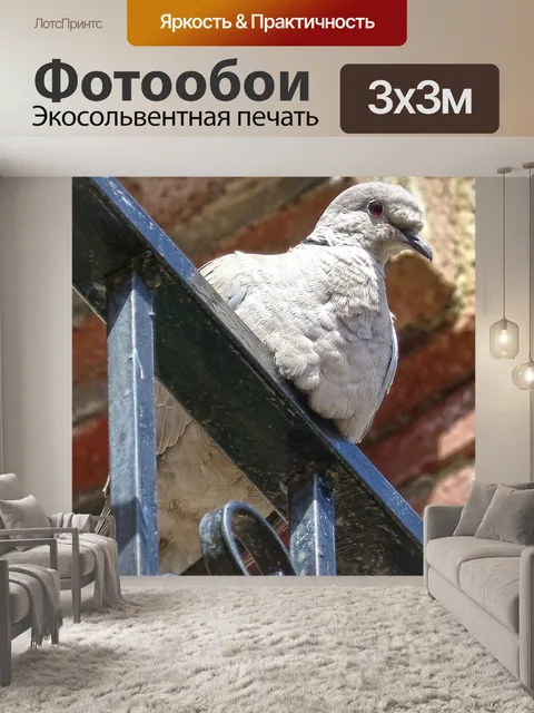 Фотообои Горлица