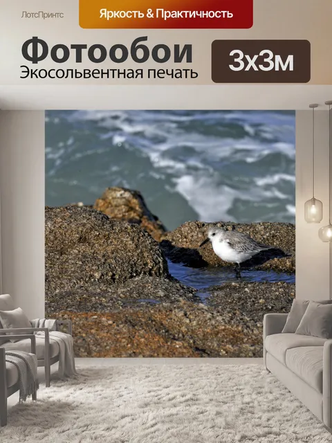 Фотообои Серый Wader на море