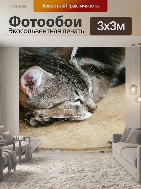 Фотообои Кошка