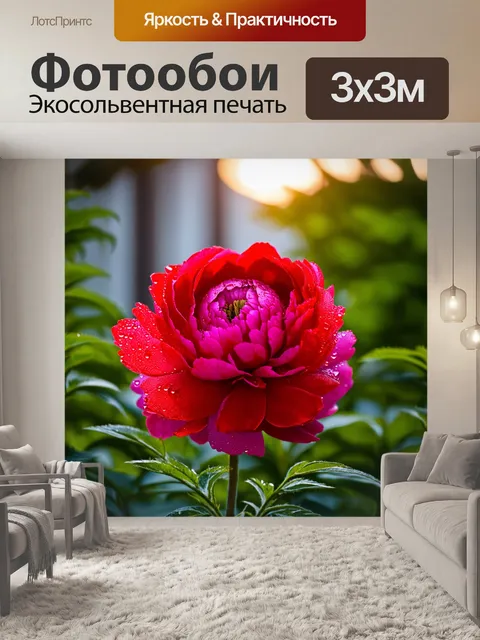 Фотообои густой красный пион, распускающийся в утреннем свете, с каплями росы на лепестках, выделяясь на фоне…