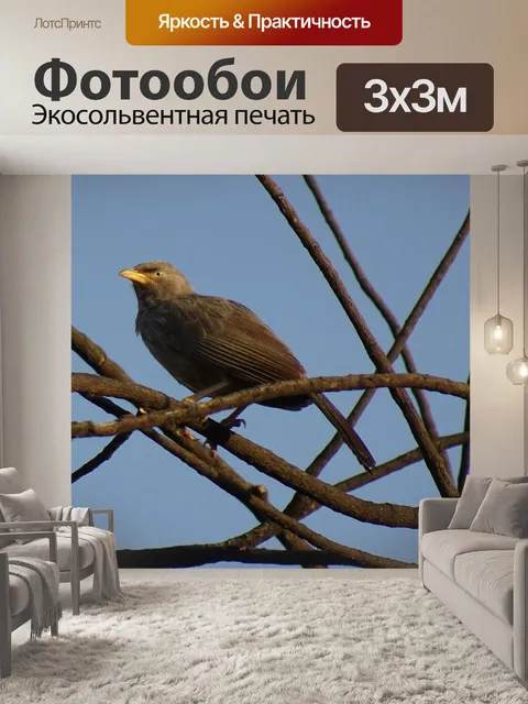 Фотообои Птица