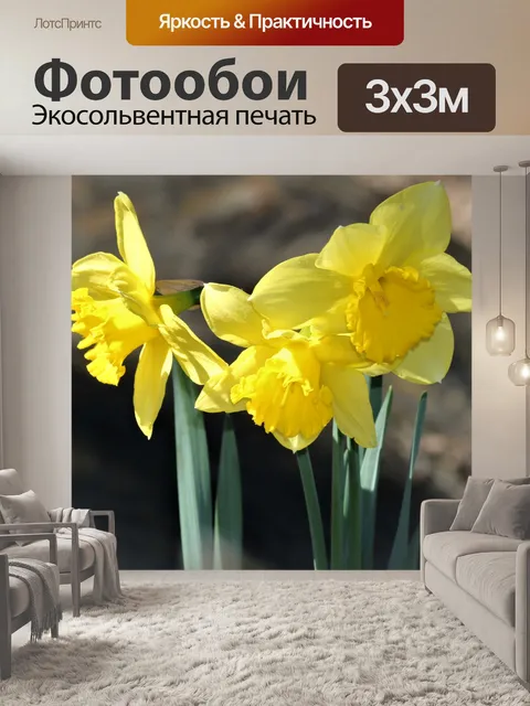 Фотообои Три желтых нарцисса