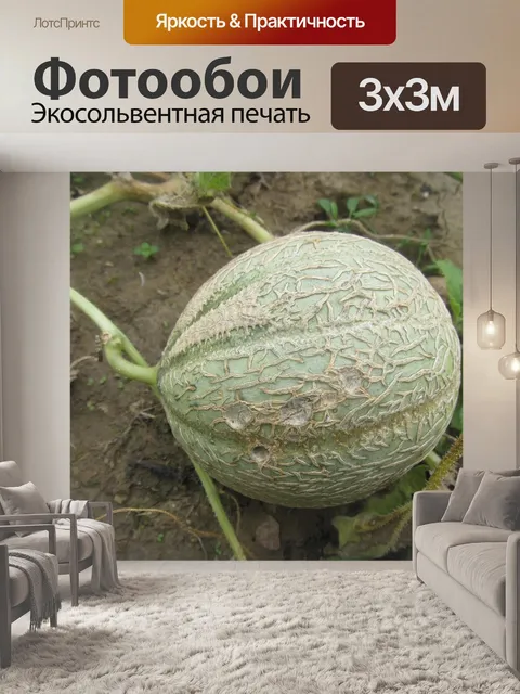 Фотообои Дыня