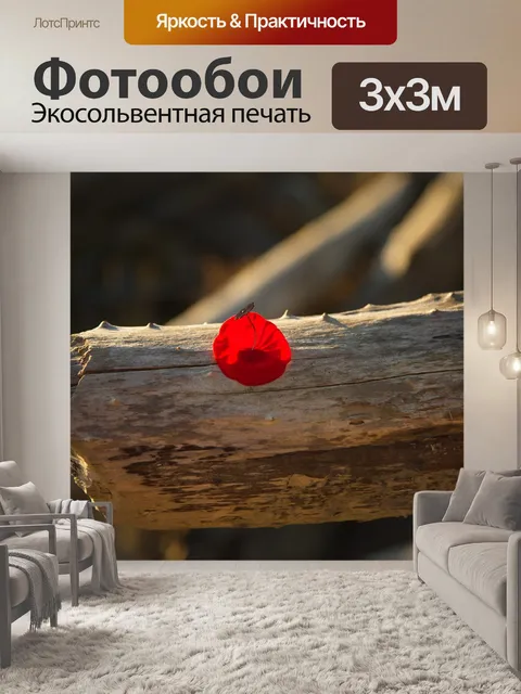 Фотообои Стебельчатая алая чашка