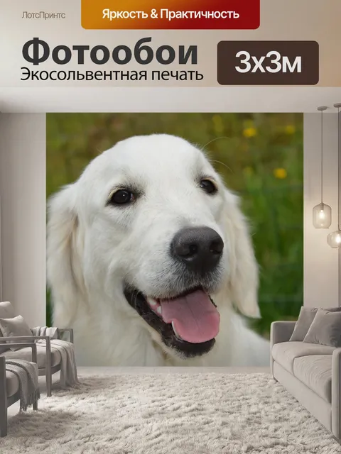 Фотообои Собака золотистый ретривер