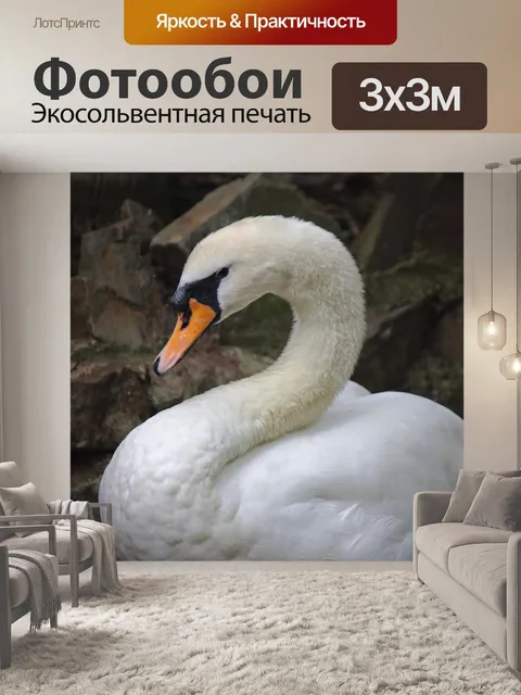 Фотообои белый лебедь с изогнутой шеей