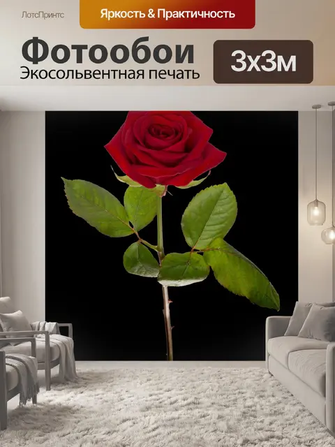 Фотообои Красная роза