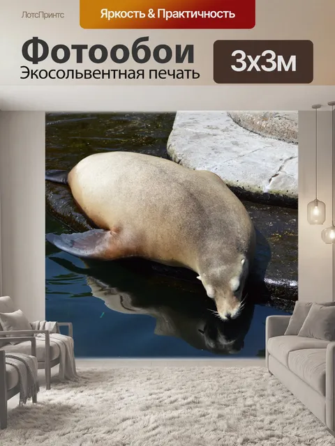 Фотообои Морские львы 01 (серия 22)