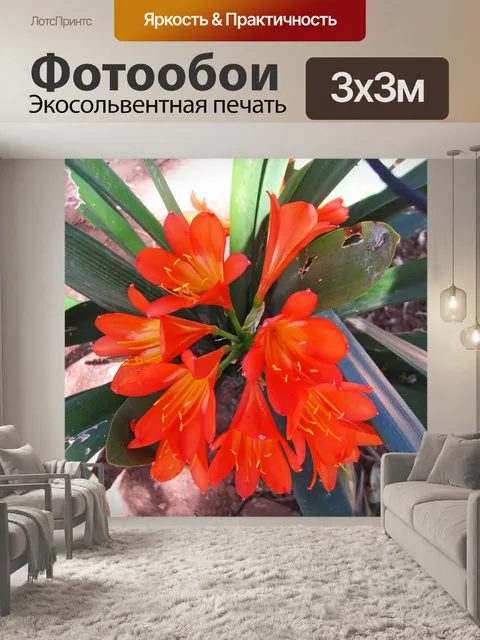 Фотообои гроздь оранжевых clivia miniata