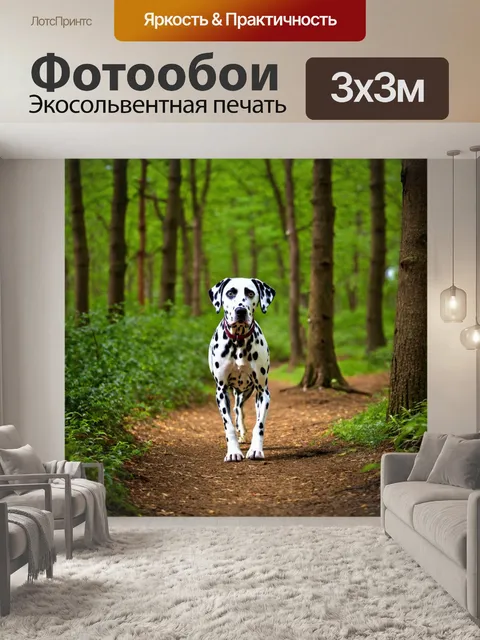 Фотообои далматинец, исследующий лес, среди зеленых деревьев и хорошего освещения, ощущение приключения и исследования