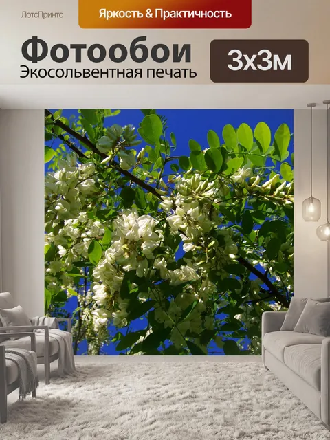 Фотообои Цветущее дерево акации