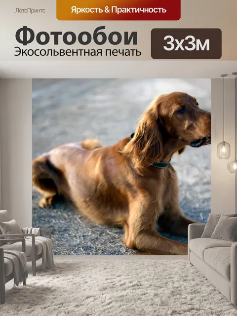 Фотообои Собака