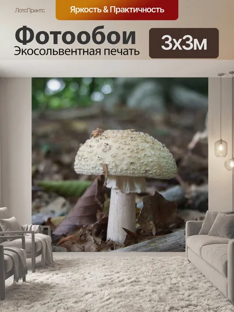 Фотообои Белый гриб