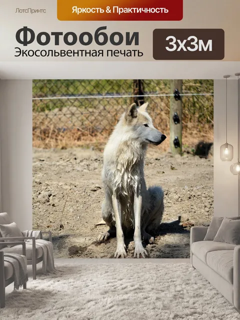 Фотообои Волк