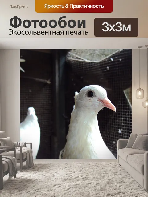 Фотообои Белый голубь
