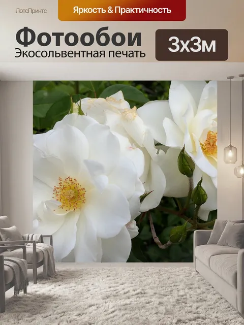 Фотообои Белые розы